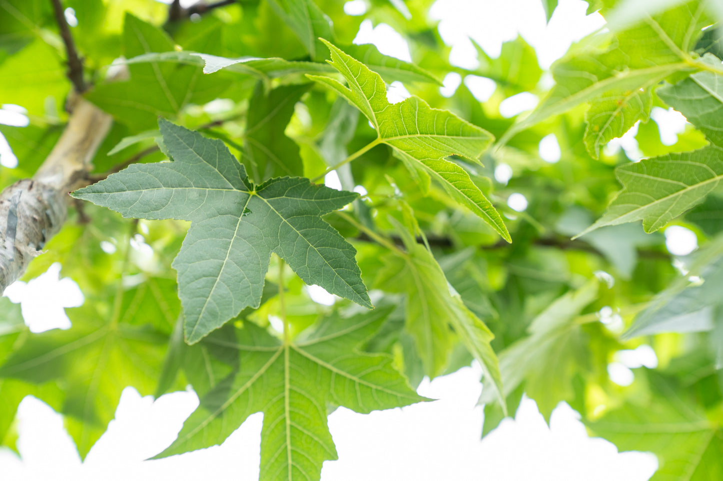 Dak amberboom | Liquidambar styraciflua Pendula