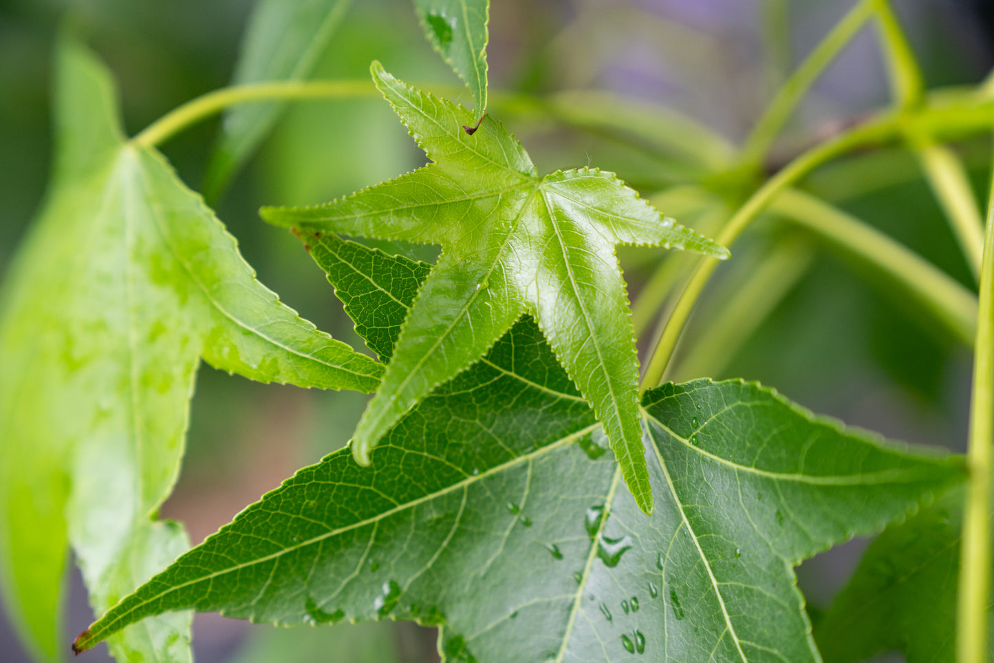 Zuil Amberboom | Liquidambar styr. 'Slenders Silhouet'