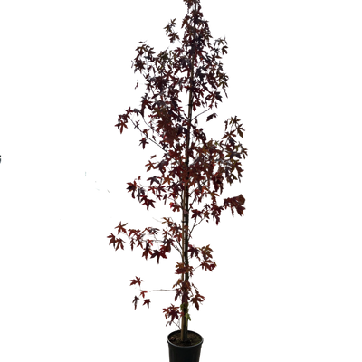 Amberboom | Liquidambar styr. 'Worplesdon'