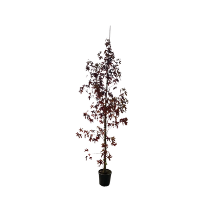 Amberboom | Liquidambar styr. 'Worplesdon'