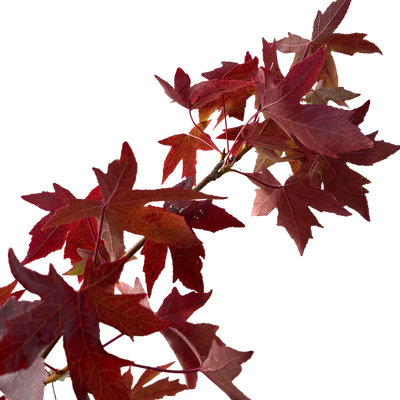 Amberboom | Liquidambar styr. 'Worplesdon'