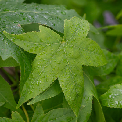 Lei amberboom | Liquidambar styraciflua