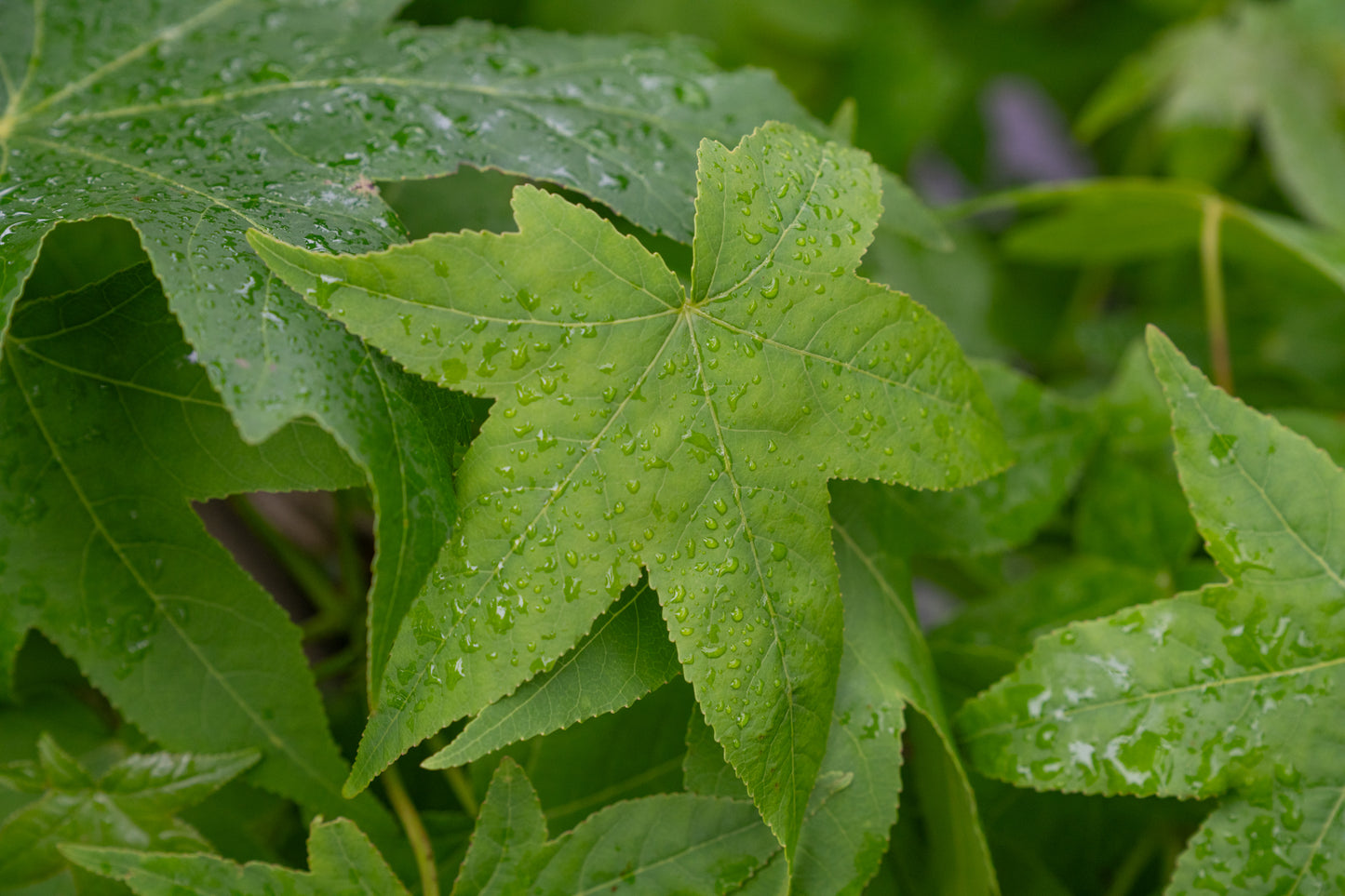 Lei amberboom | Liquidambar styraciflua