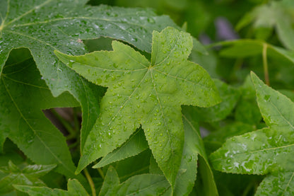 Lei amberboom | Liquidambar styraciflua
