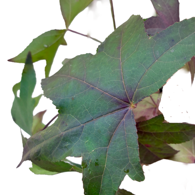 Amberboom | Liquidambar styraciflua