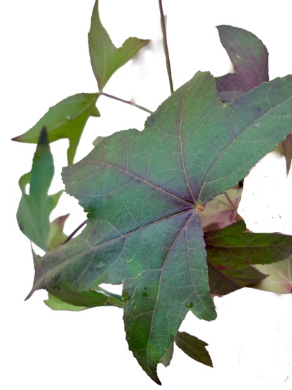 Amberboom | Liquidambar styraciflua
