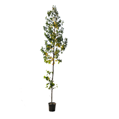 Amberboom | Liquidambar styraciflua