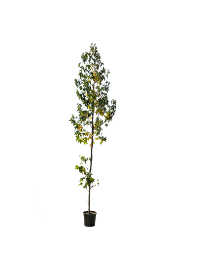 Amberboom | Liquidambar styraciflua