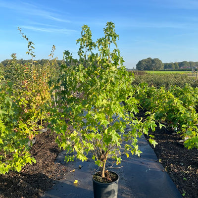 Amberboom | Liquidambar styraciflua 'Worplesdon'