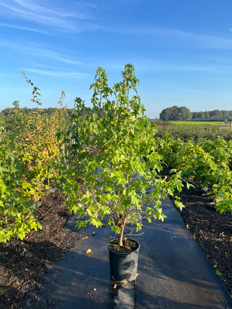 Amberboom | Liquidambar styraciflua 'Worplesdon'