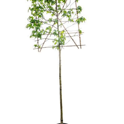 Lei amberboom | Liquidambar styraciflua