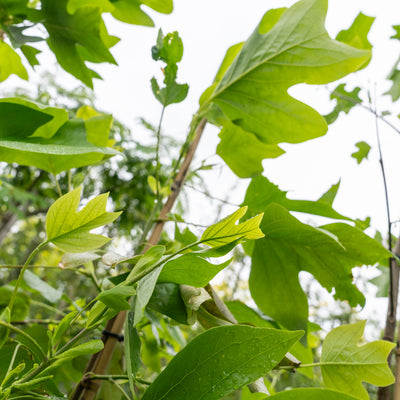 Amerikaanse Tulpenboom | Liriodendron tulipifera
