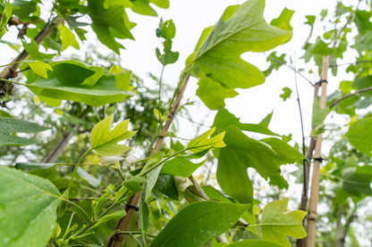Amerikaanse Tulpenboom | Liriodendron tulipifera
