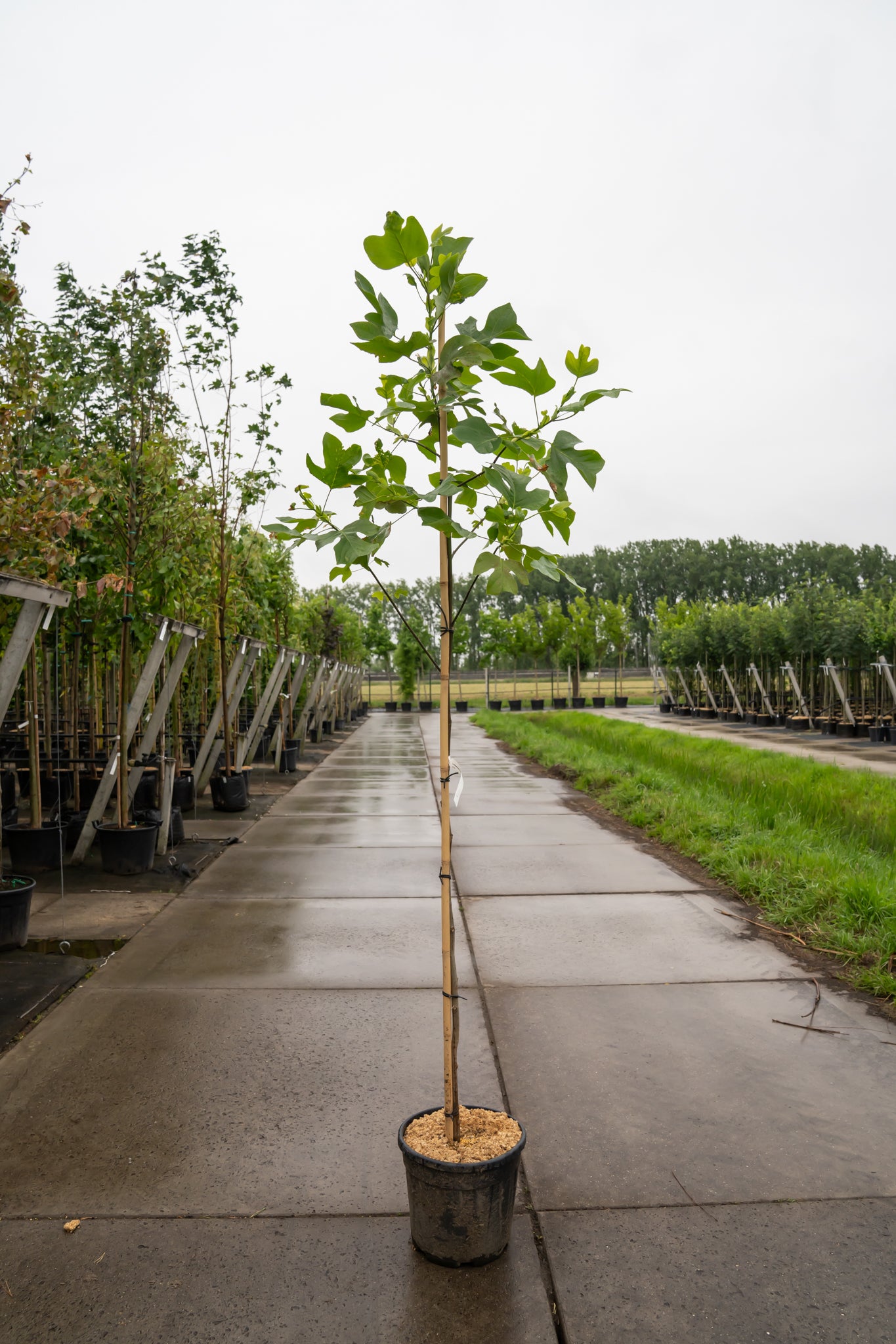 Amerikaanse Tulpenboom | Liriodendron tulipifera