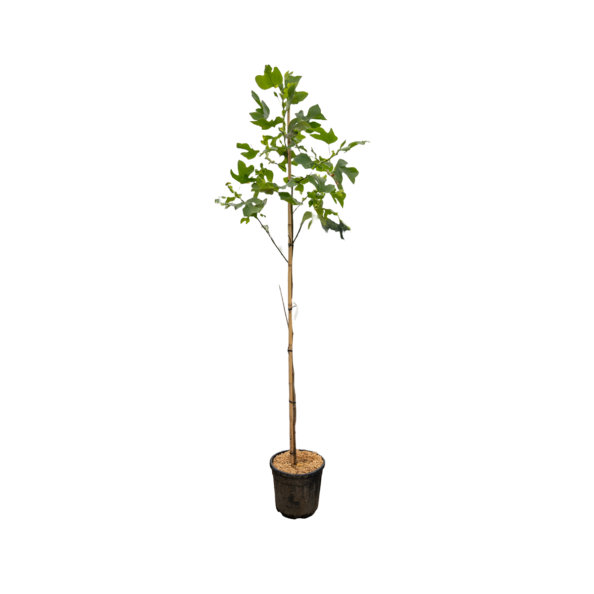Amerikaanse Tulpenboom | Liriodendron tulipifera