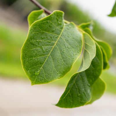 Magnolia | Magnolia 'Galaxy'