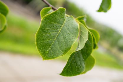 Magnolia | Magnolia 'Galaxy'