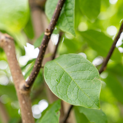 Noordelijke Japanse Magnolia | Magnolia kobus