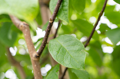 Noordelijke Japanse Magnolia | Magnolia kobus