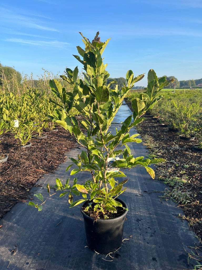 Stermagnolia | Magnolia stellata