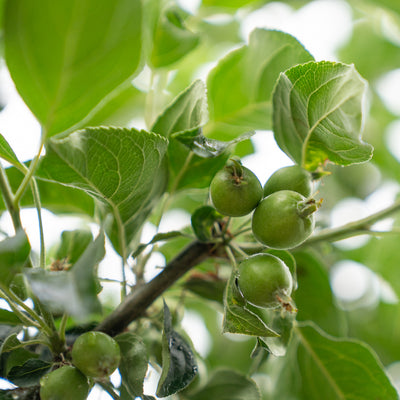 Sierappel 'John Downie' | Malus 'John Downie'
