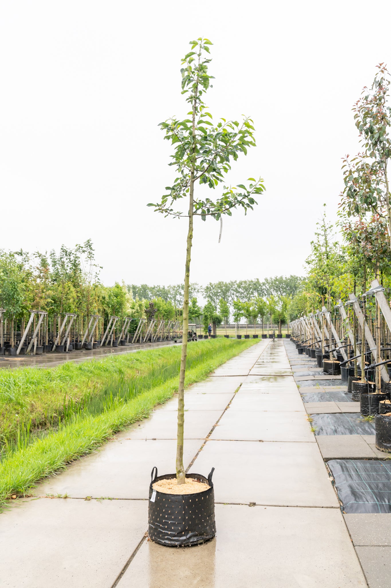 Sierappel 'John Downie' | Malus 'John Downie'