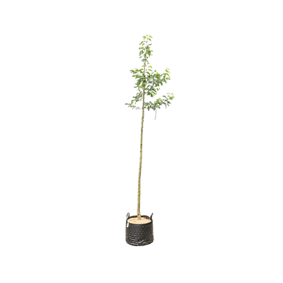 Sierappel 'John Downie' | Malus 'John Downie'