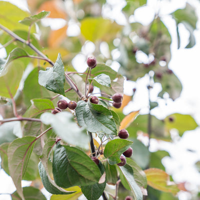 Sierappel 'Mokum' | Malus 'Mokum'