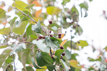 Sierappel 'Mokum' | Malus 'Mokum'