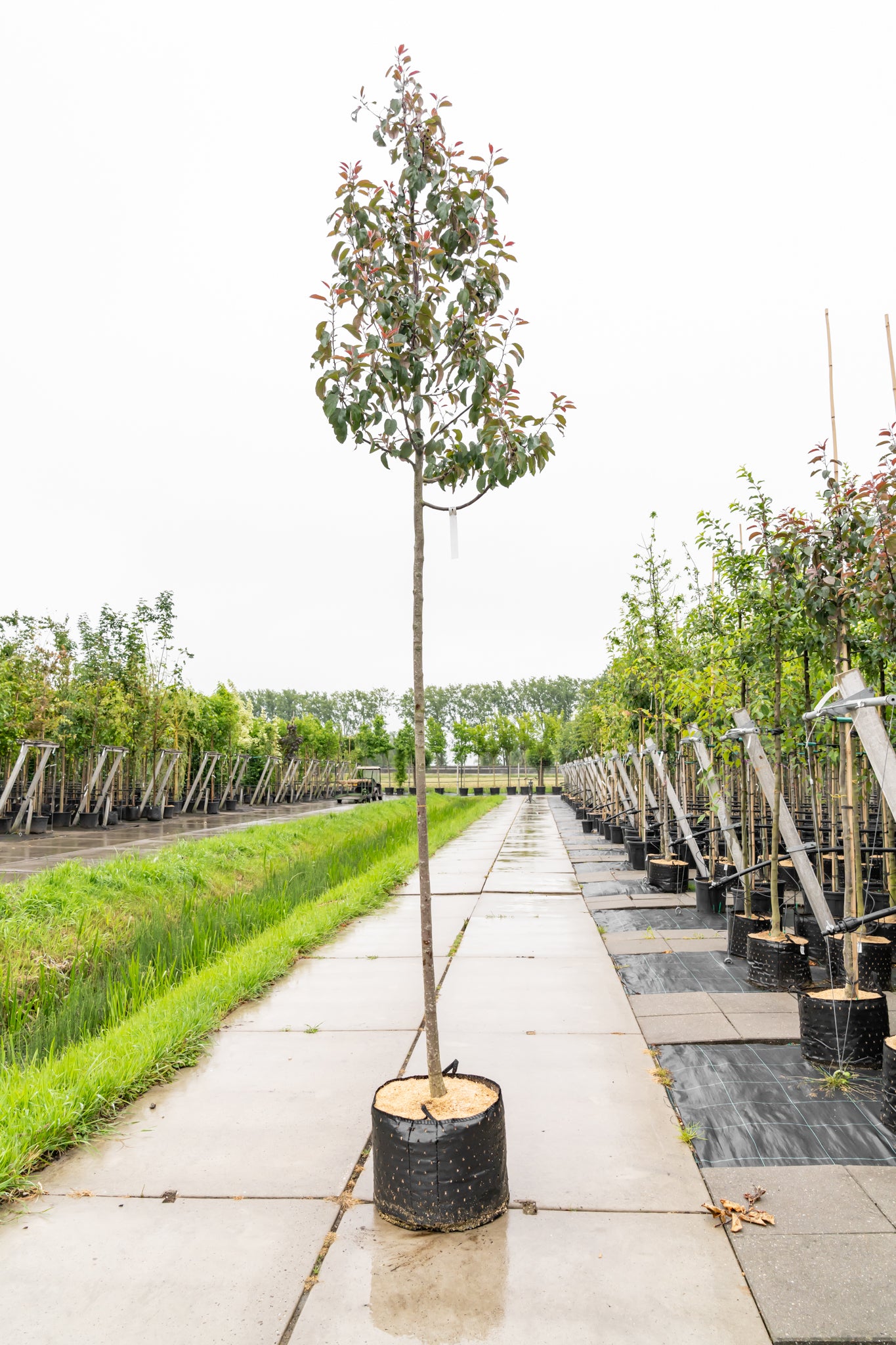 Sierappel 'Mokum' | Malus 'Mokum'