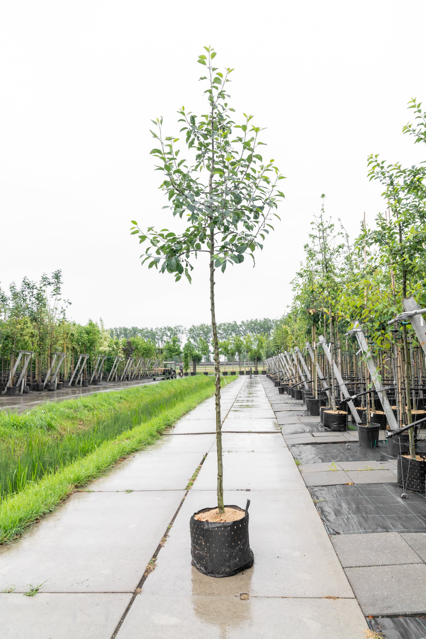 Wilde Appel | Malus sylvestris