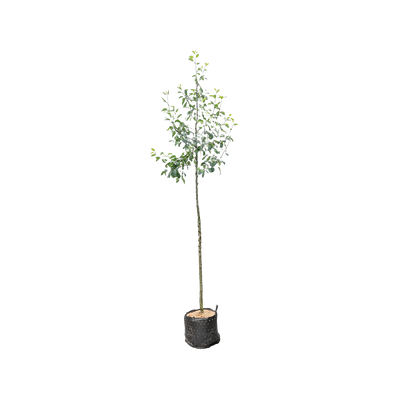 Wilde Appel | Malus sylvestris