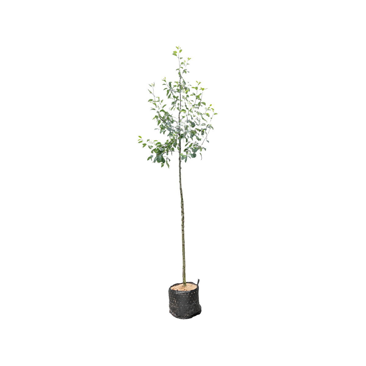Wilde Appel | Malus sylvestris