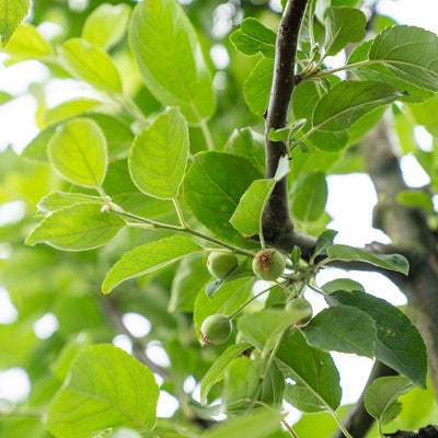 Wilde Appel | Malus sylvestris