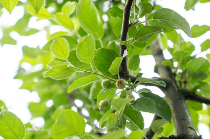 Wilde Appel | Malus sylvestris