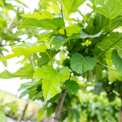 Vruchtloze Witte Moerbei | Morus alba 'Fruitless'