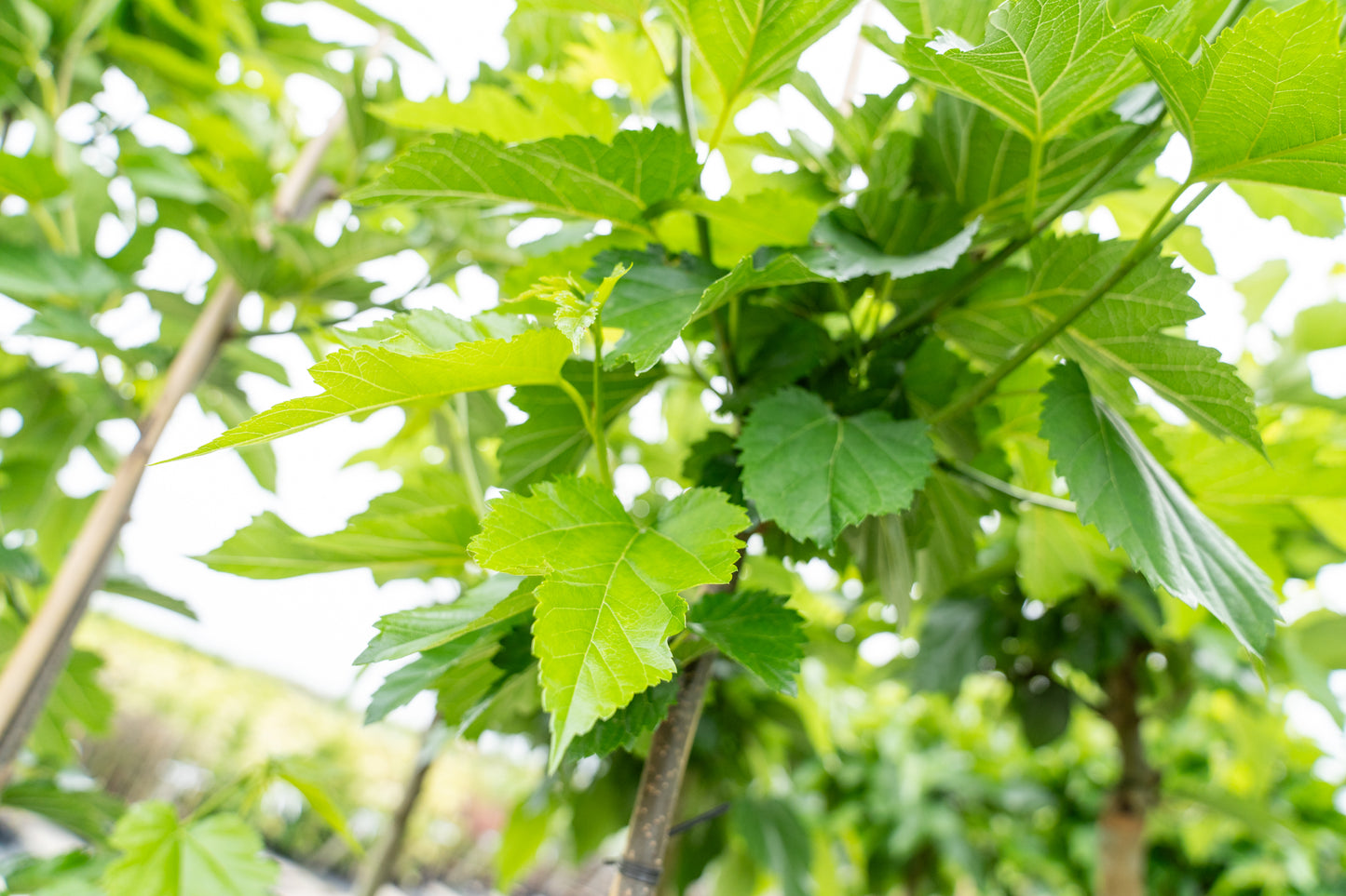 Vruchtloze Witte Moerbei | Morus alba 'Fruitless'