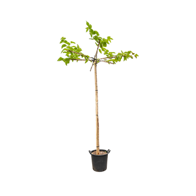 Dak moerbei | Morus alba fruitless