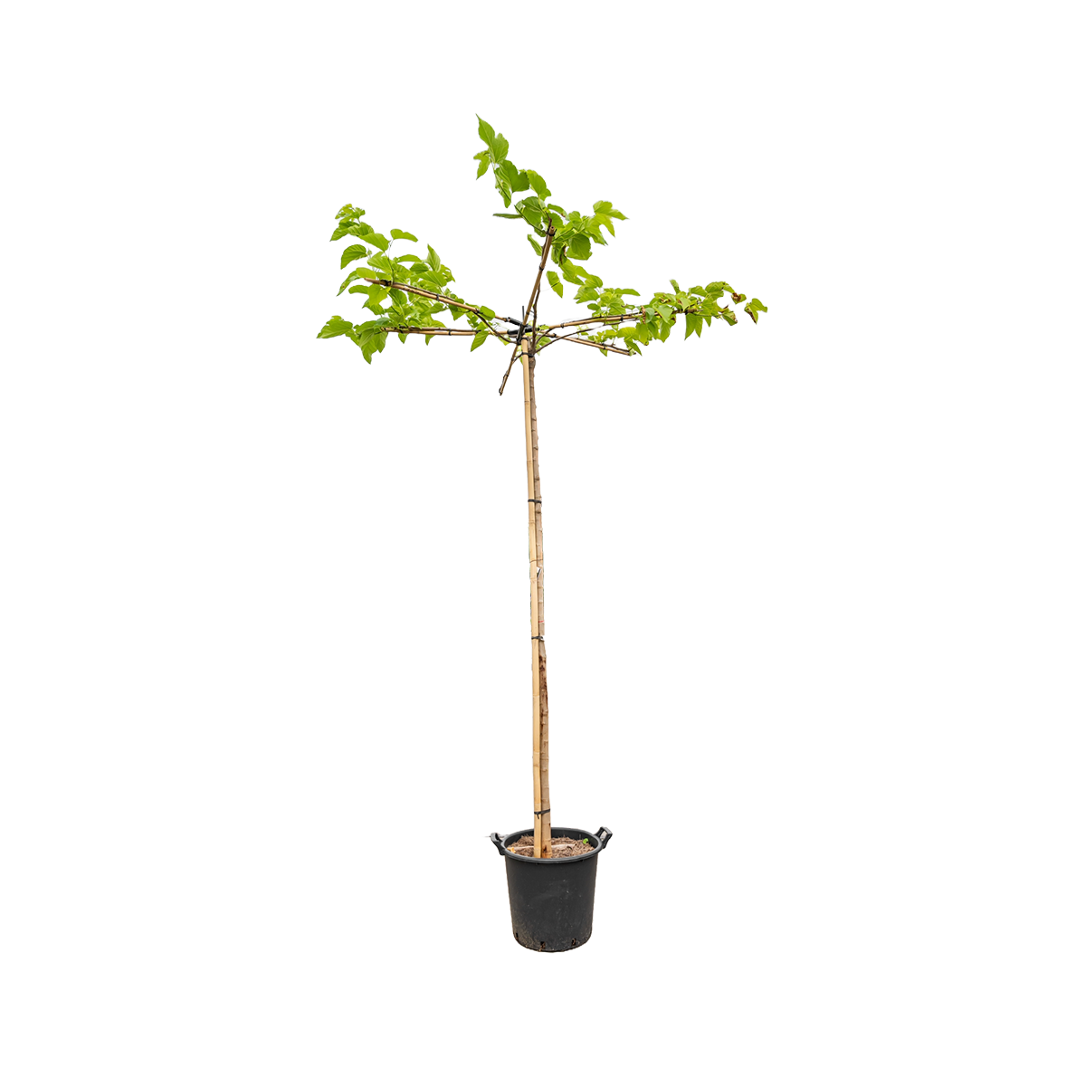 Dak moerbei | Morus alba fruitless