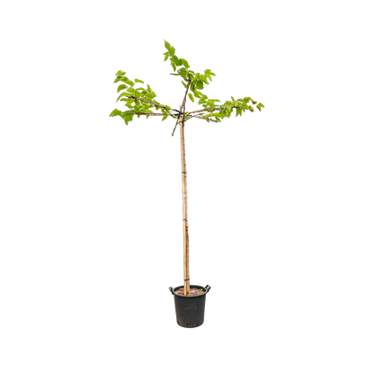 Dak moerbei | Morus alba fruitless