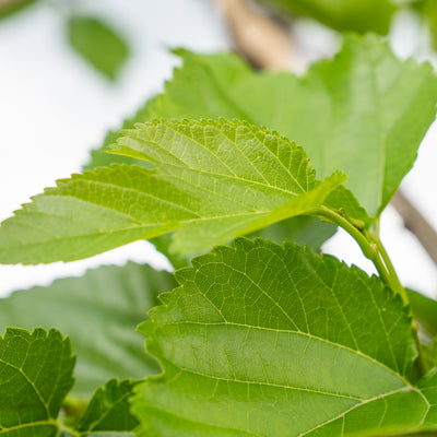 Dak moerbei | Morus alba fruitless