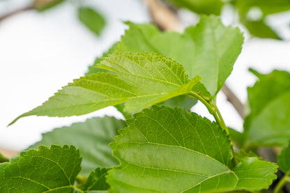 Dak moerbei | Morus alba fruitless