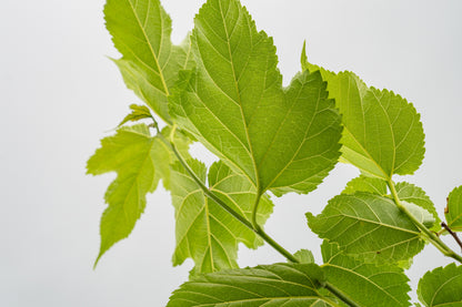 Dak moerbei | Morus alba fruitless