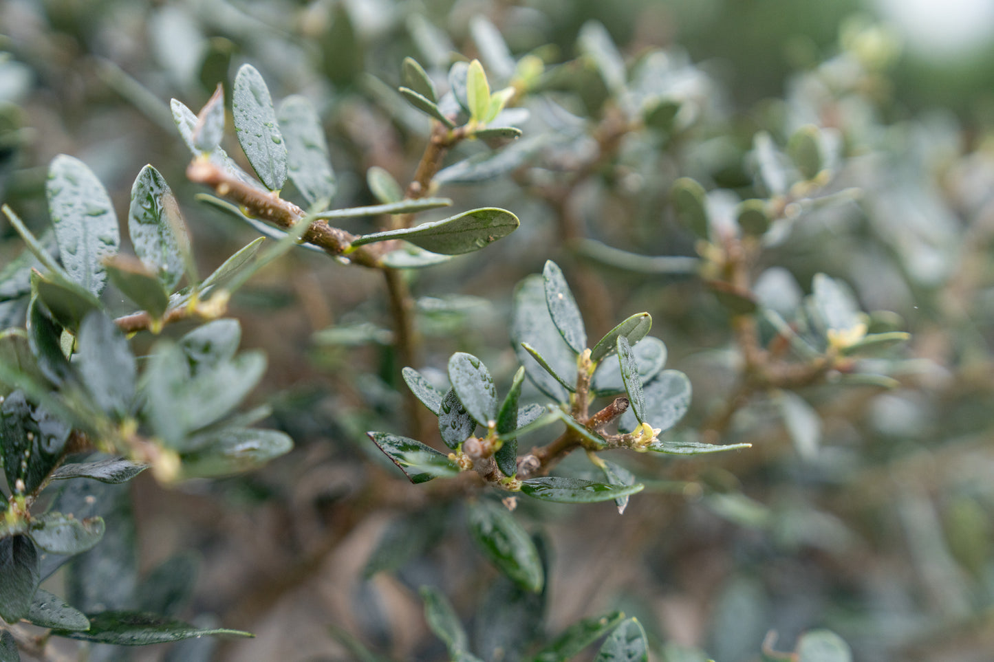 Olijfboom | Olea europaea
