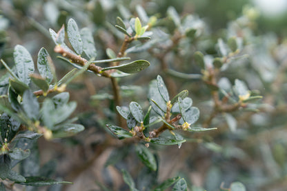 Olijfboom | Olea europaea