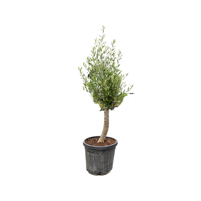 Olijfboom | Olea europaea