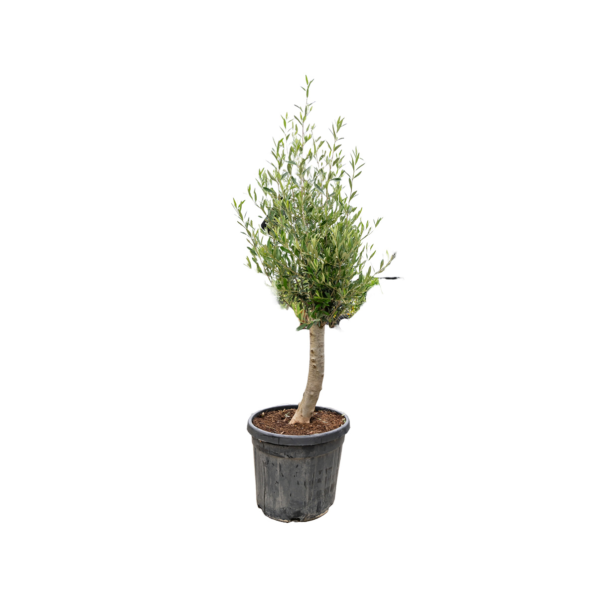 Olijfboom | Olea europaea