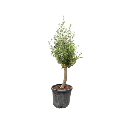 Olijfboom | Olea europaea