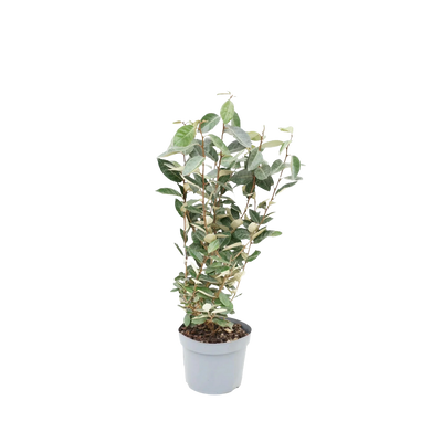 Olijfwilg | Elaeagnus ebbingei