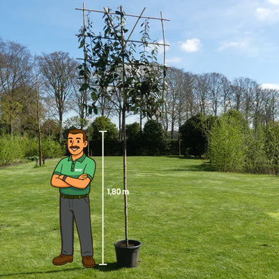 Olijfwilg leiboom | Elaeagnus ebbingei